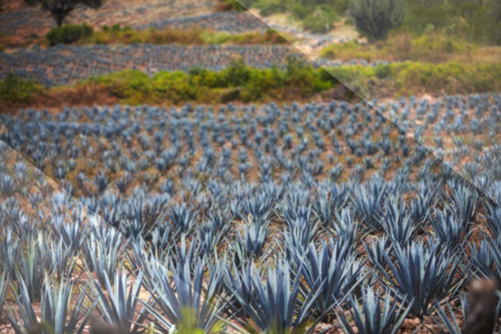 Karma Tequila Agave Plant Hero